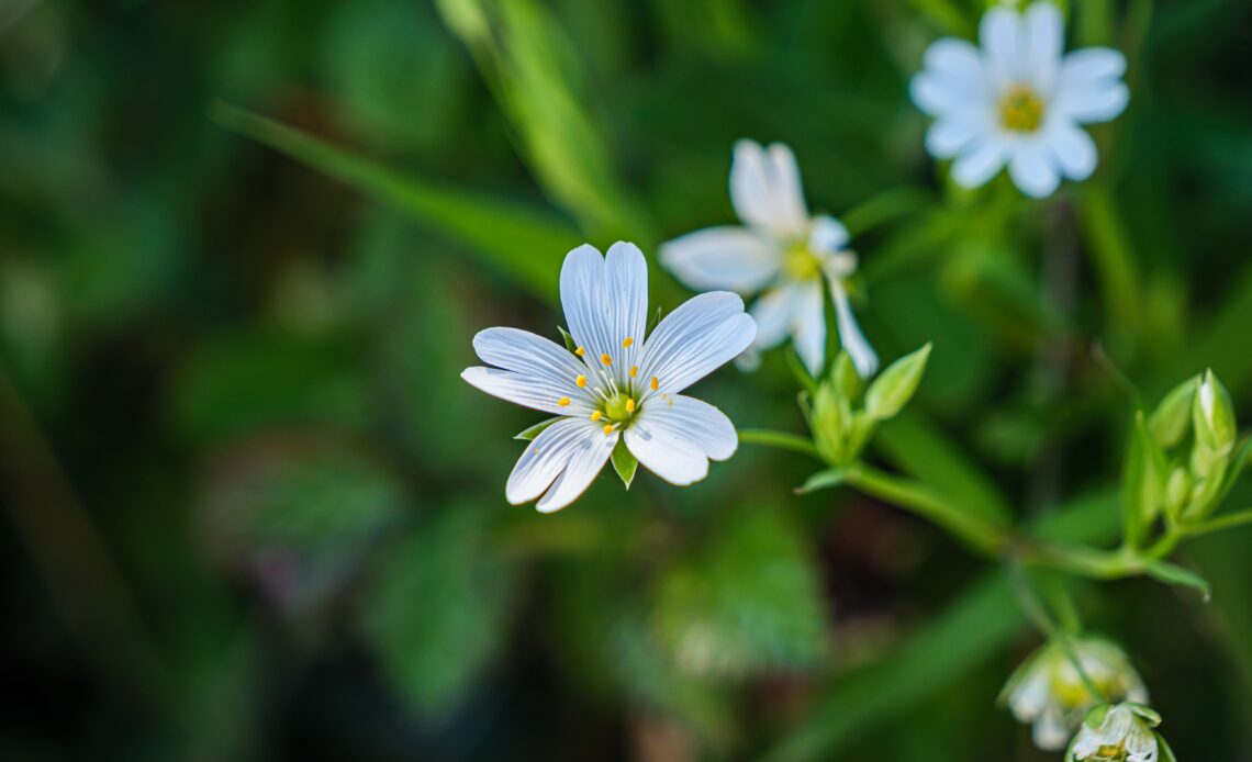 Brahmi Benefits to hair: Amazing Facts you Must Know